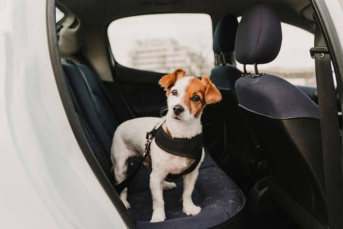 best dog car harness for small dogs