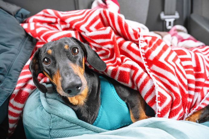 best rear car seat covers for dogs