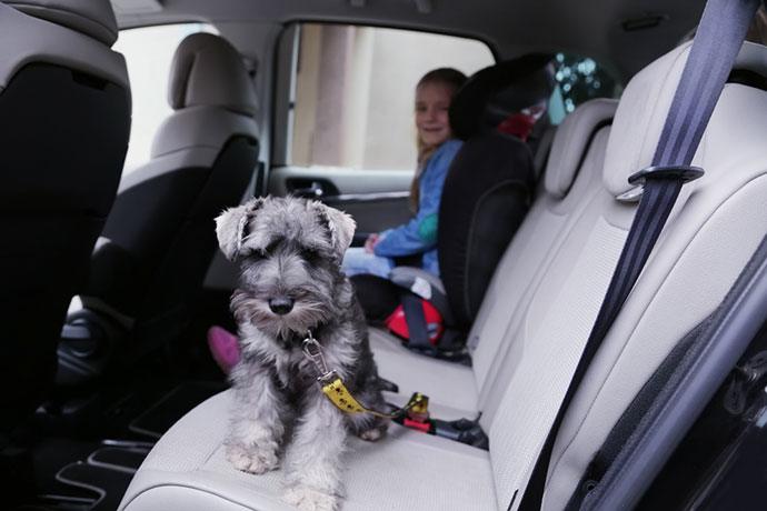 best dog car harness 2022