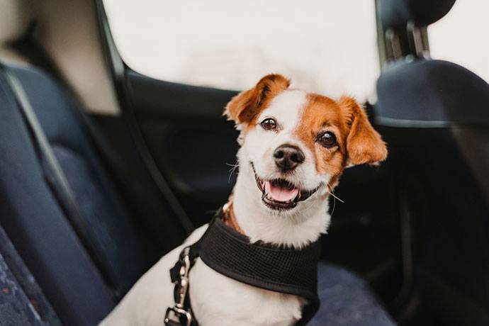 best dog harness for car and walking