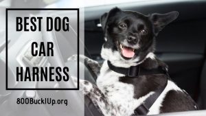 best dog car harness