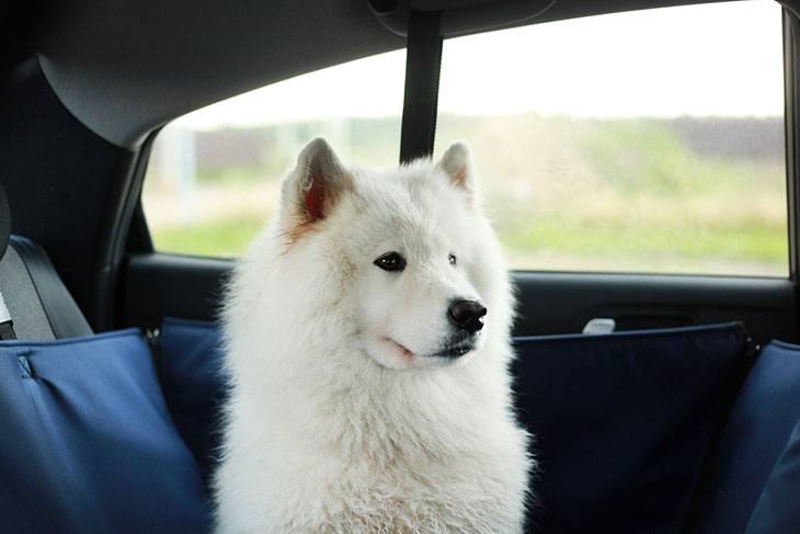 best car pet gate