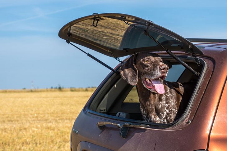 best dog ramp for a car