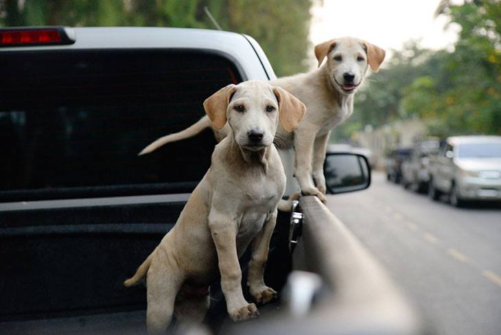 best car ramp for large dog