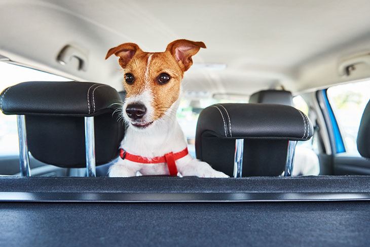 best pet car barrier