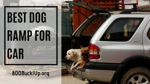 best dog ramp for car