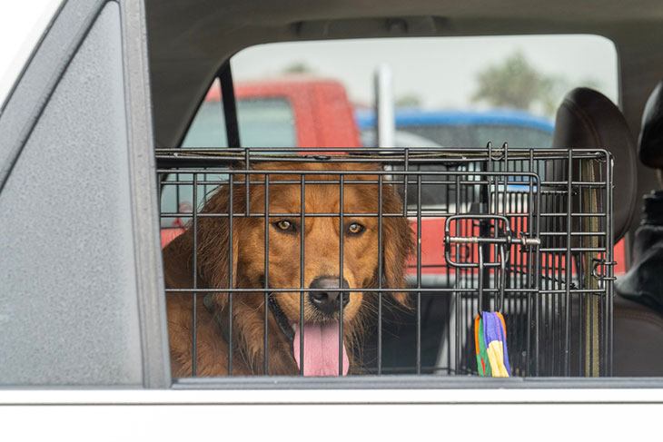 best dog crate for a car