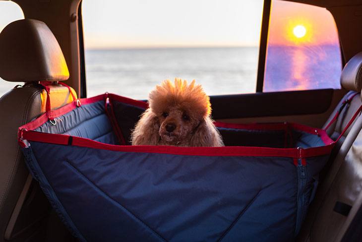 best pet carriers for car travel