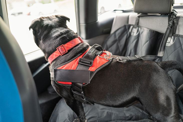 best pet carrier for the car