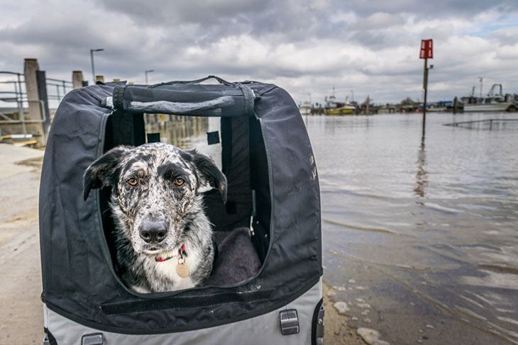 best dog bike carrier