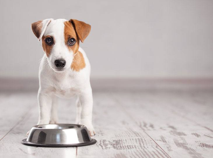 best non spill dog bowl