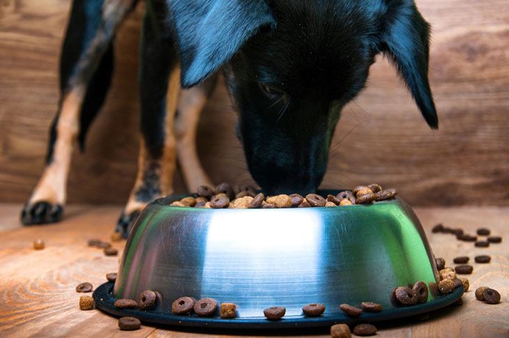 best non spill dog bowl