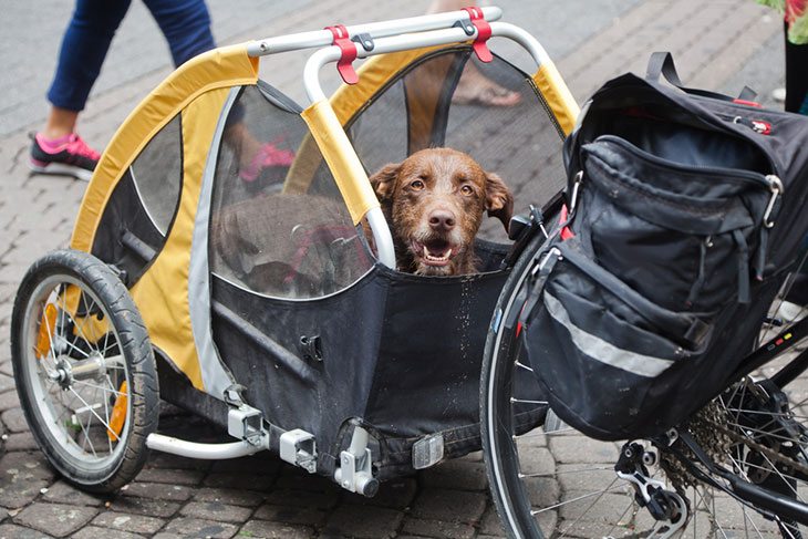 the best dog bike carrier