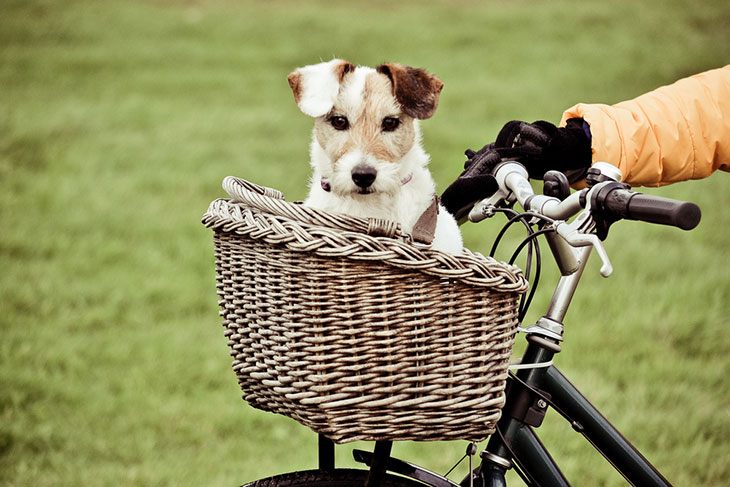 best dog carrier bike basket