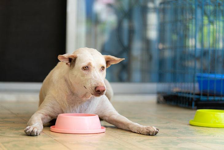 best non spill dog bowl