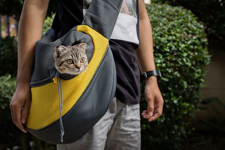 best affordable dog backpack