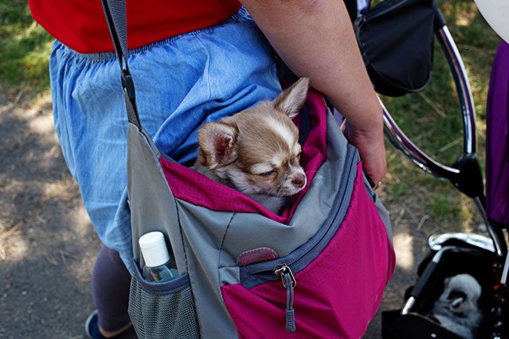 best pet sling review