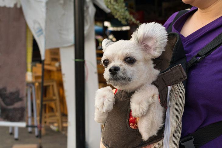 best dog carrying sling