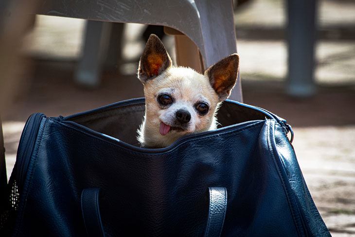 best small dog carrier purse