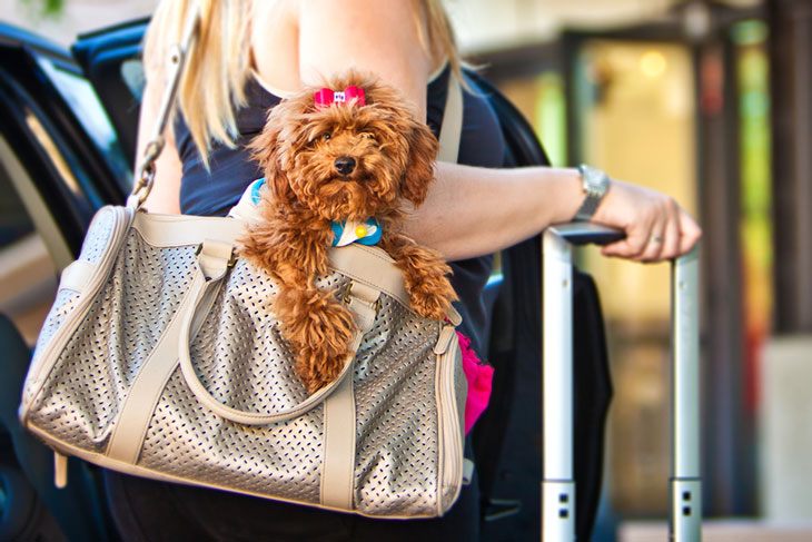 best dog travel bag