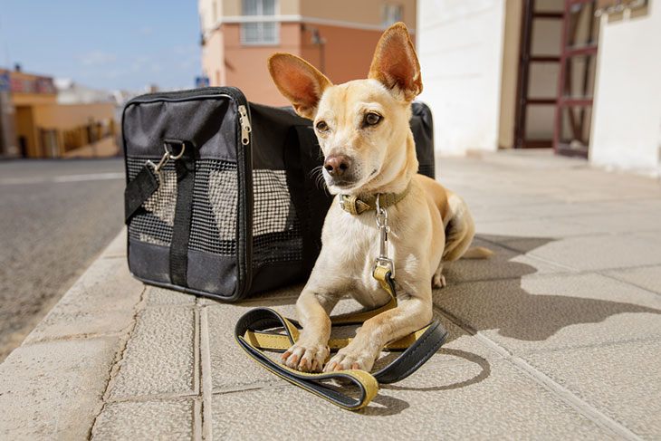 best puppy travel carrier