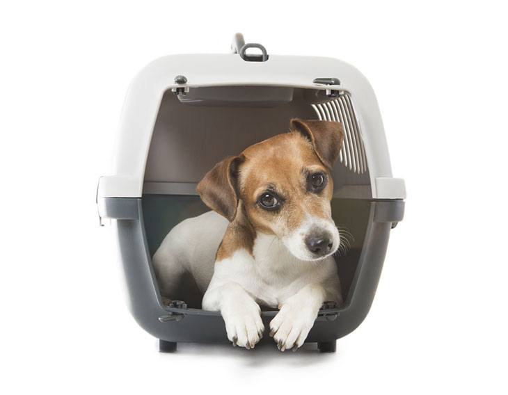 best dog carrier air travel