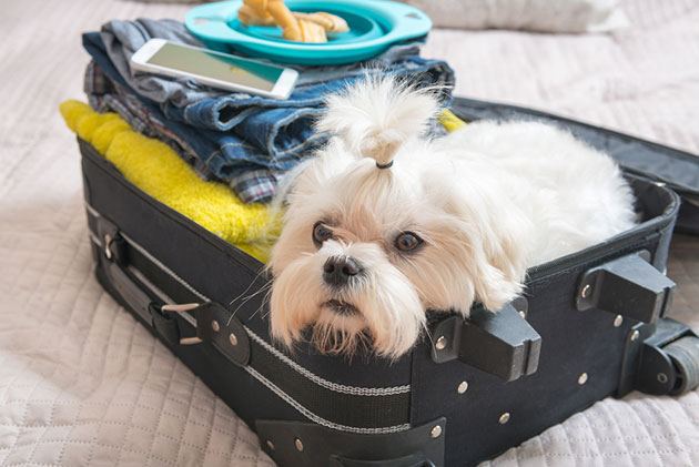 best dog food travel bag