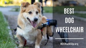 best dog wheelchair