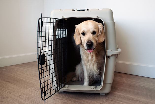 What size dog carrier can I take on a plane