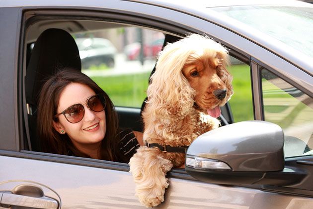 how to get pee out of leather car seats